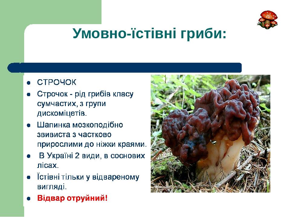 Умовно-їстівні гриби:
