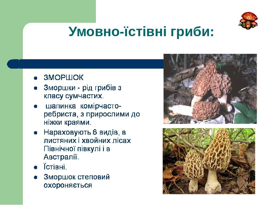 Умовно-їстівні гриби: