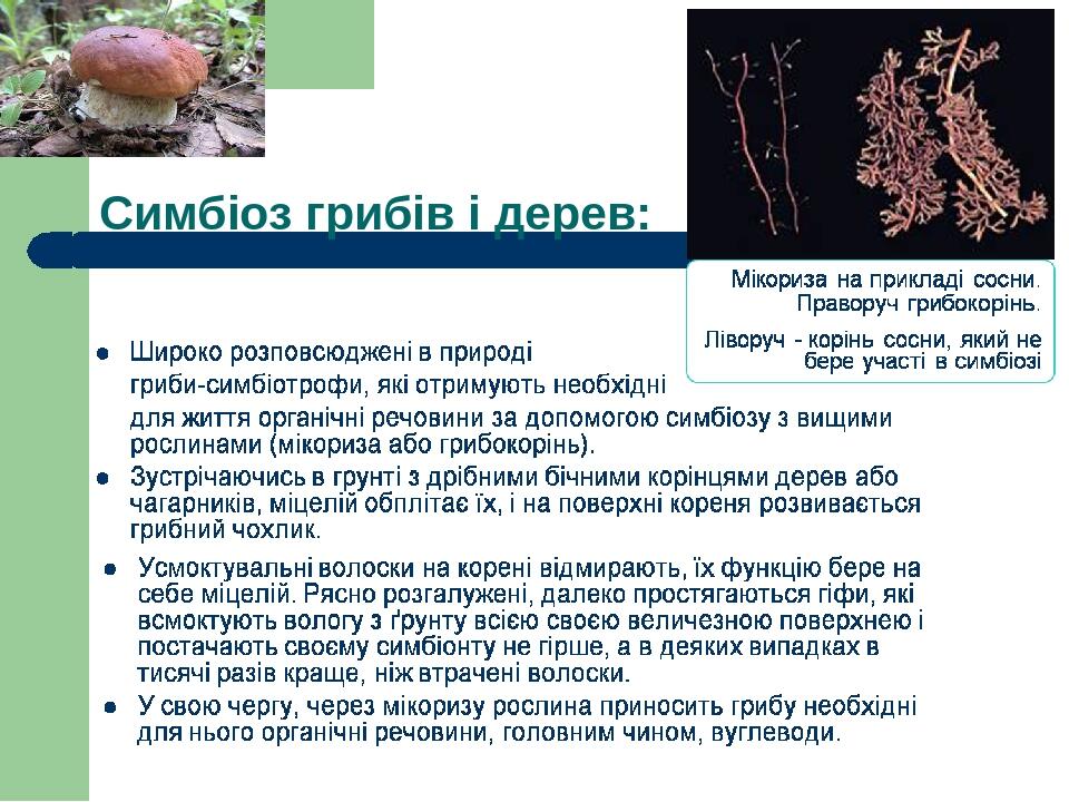 Симбіоз грибів і дерев: