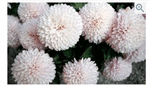 0200uefe-c8d3-227x133.png