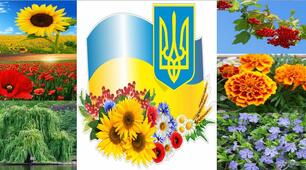 Ілюстрації  " РОСЛИНИ СИМВОЛИ УКРАЇНИ "