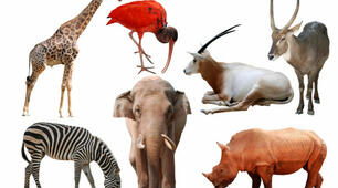 Wildtiere. Im Zoo  /   Дикі тварини.  У зоопарку