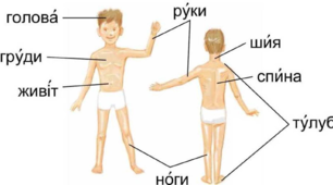  Людина і її тіло