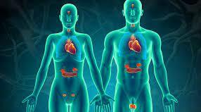 Endocrine System
