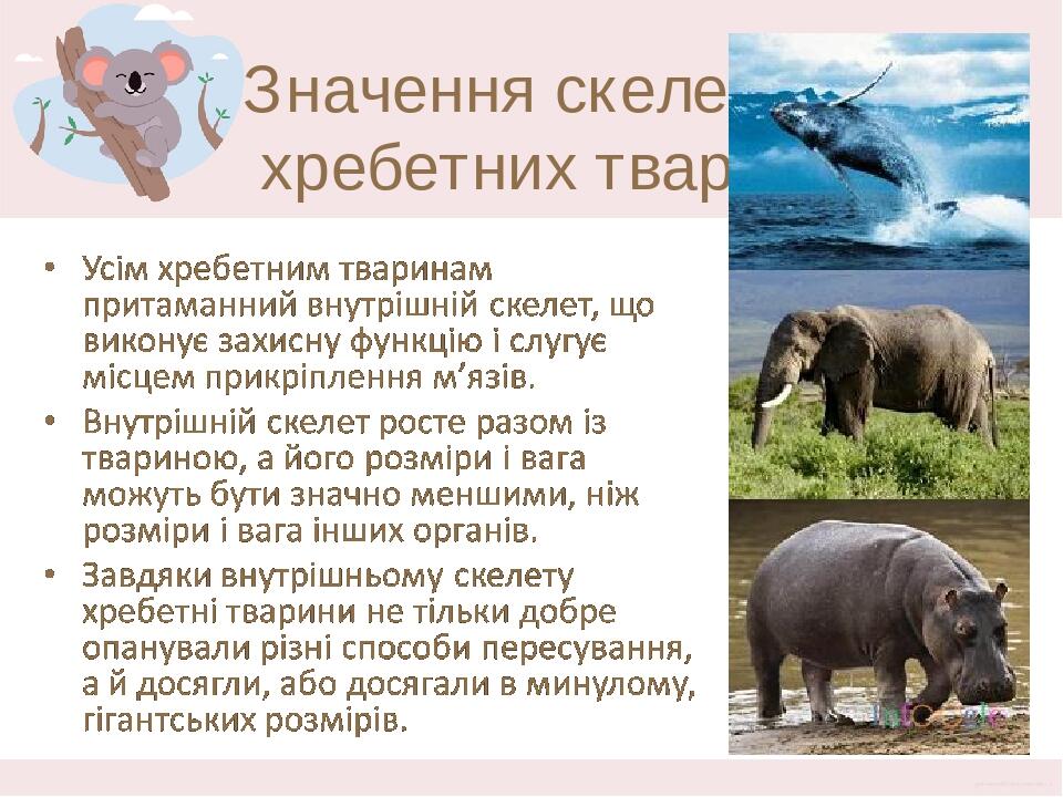 Значення скелету хребетних тварин