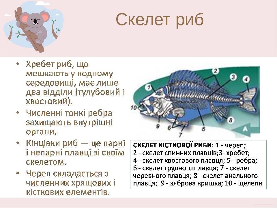 Скелет риб