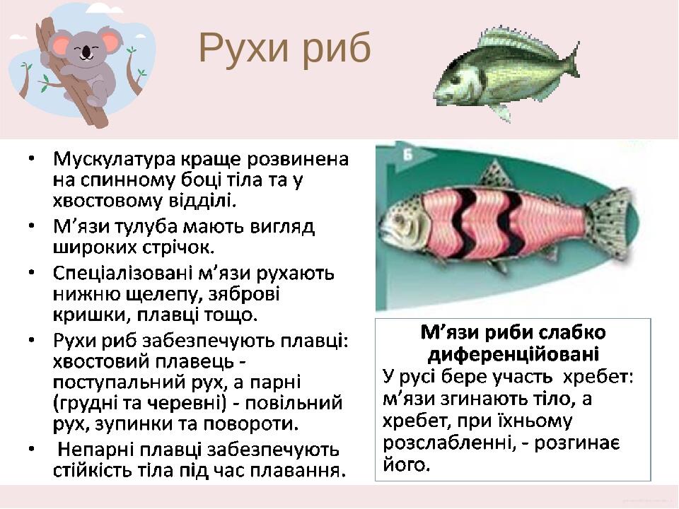 Рухи риб Скелет парних плавців (грудних і черевних) включає ще й пояси кінцівок. До їхніх кісток приєднуються м’язи, що рухають плавці. Мускулатура...