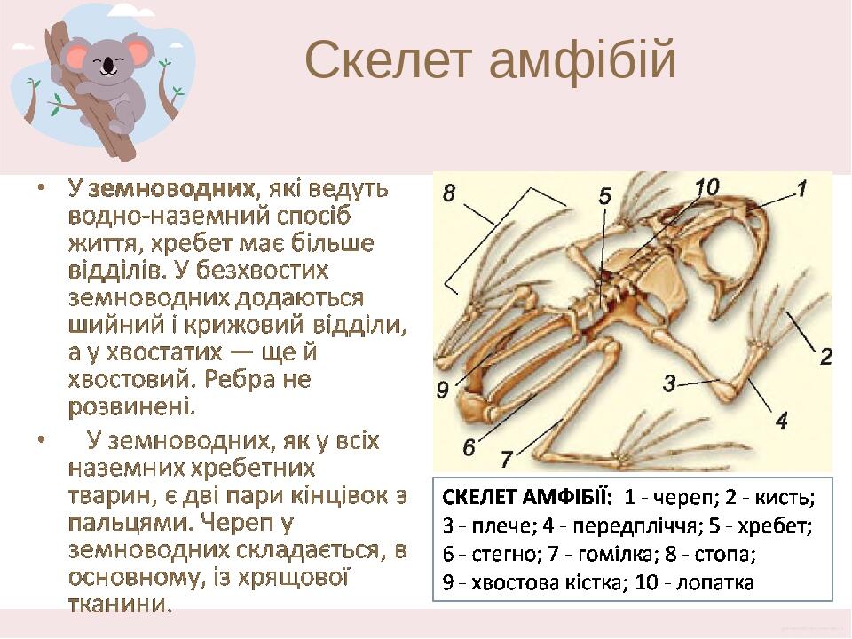 Скелет амфібій