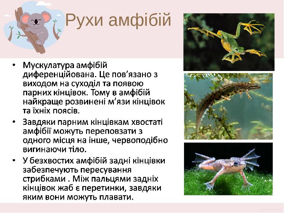 Рухи амфібій Мускулатура амфібій порівняно з рибами краще диференційована. Це пов’язано з виходом на суходіл та появою парних кінцівок. Тому в амфі...