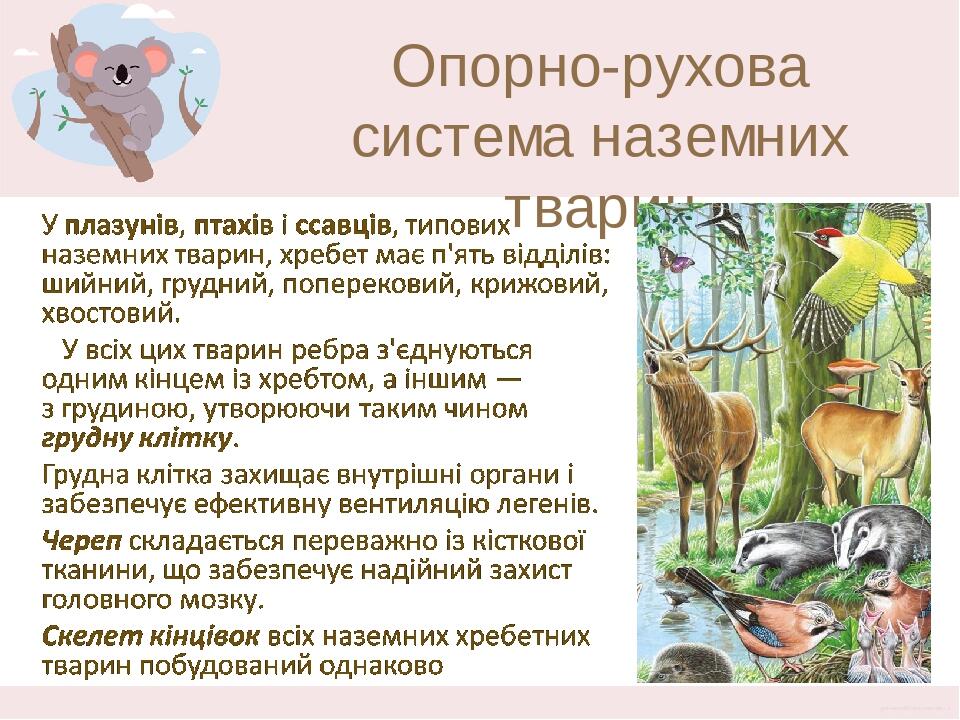 Опорно-рухова система наземних тварин