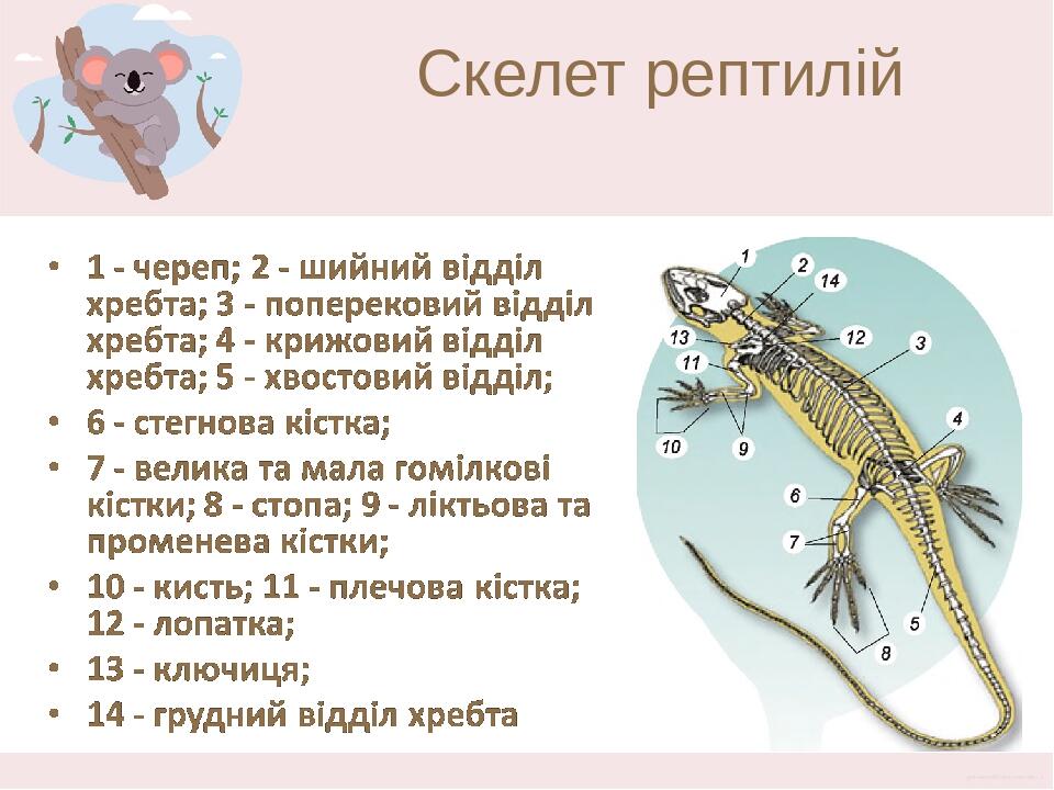 Скелет рептилій Шийний відділ утворений кількома хребцями, які забезпечують значну рухомість голови. До грудних і поперекових хребців приєднуються ...