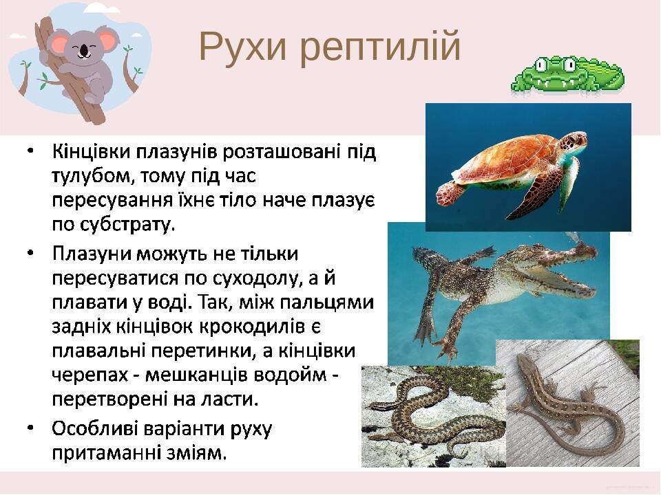 Рухи рептилій З появою справжньої грудної клітки в рептилій з’являються міжреберні м’язи. Кінцівки плазунів розташовані під тулубом, тому під час п...