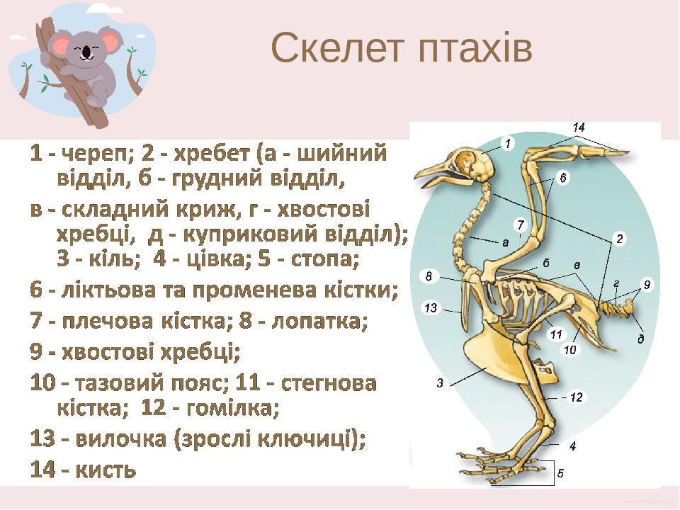 Скелет птахів Скелет птахів характеризується легкістю, оскільки частина кісток має порожнини, заповнені повітрям. Характерною особливістю черепа пт...