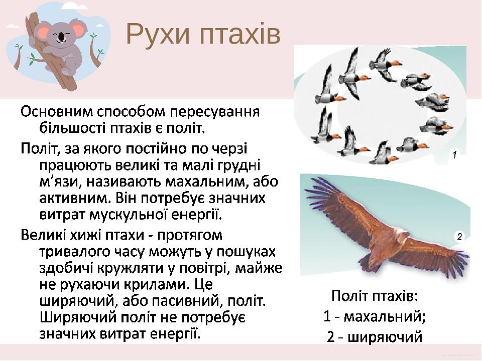 Рухи птахів Основним способом пересування більшості птахів є політ. Під час зльоту птахи можуть використовувати зустрічні потоки вітру. Політ, за я...