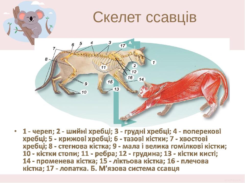 Скелет ссавців Характерною рисою будови скелета більшості ссавців є те, що шийний відділ їхнього хребта представлений сімома хребцями (й у миші, й ...