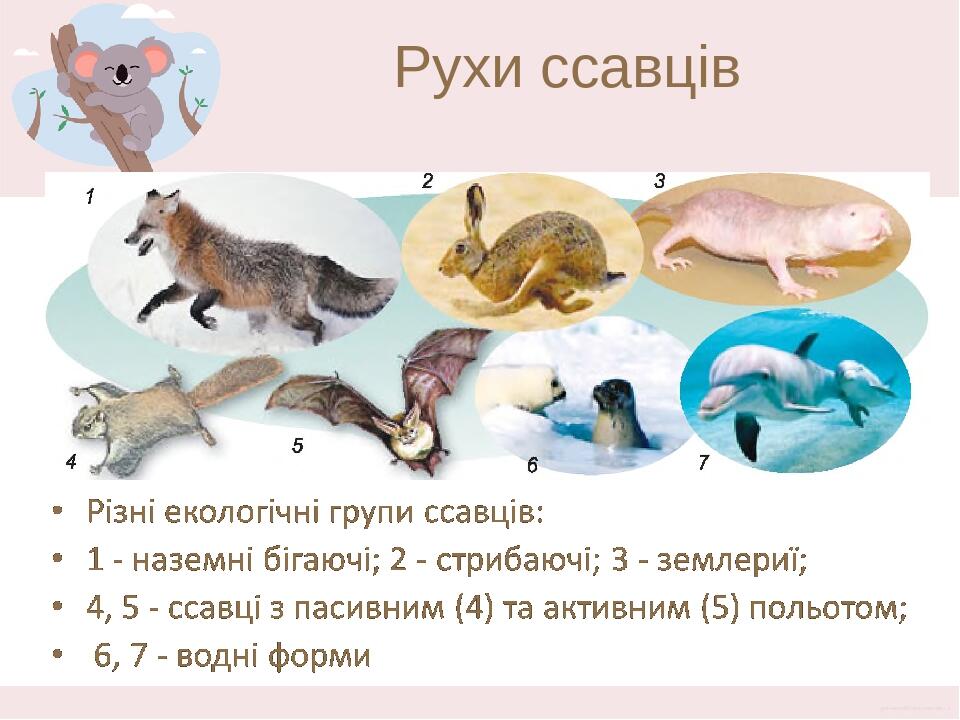 Рухи ссавців Ссавцям притаманні різні способи пересування. Багато мешканців наземного середовища, такі як копитні, барси, гепарди, вовки, лисиці, з...