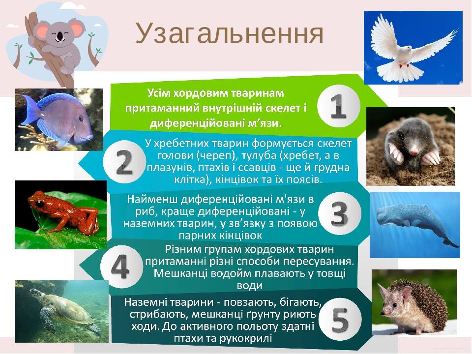 Узагальнення Усім хордовим тваринам притаманний внутрішній скелет. У хребетних тварин формується скелет голови (череп), тулуба (хребет, а в плазуні...
