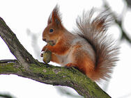Все про тварин: Білка звичайна або векша (Sciurus vulgaris)