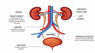 Urinary System