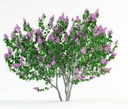 Куст сирени