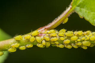 0200v08s-aa44-319x213.jpg