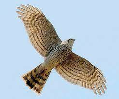 0200v0j3-66cc-246x205.jpg