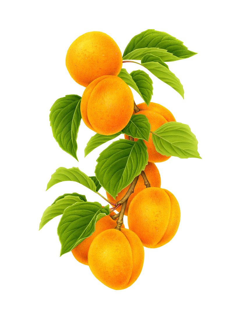 0200v0np-f275-800x1069.png