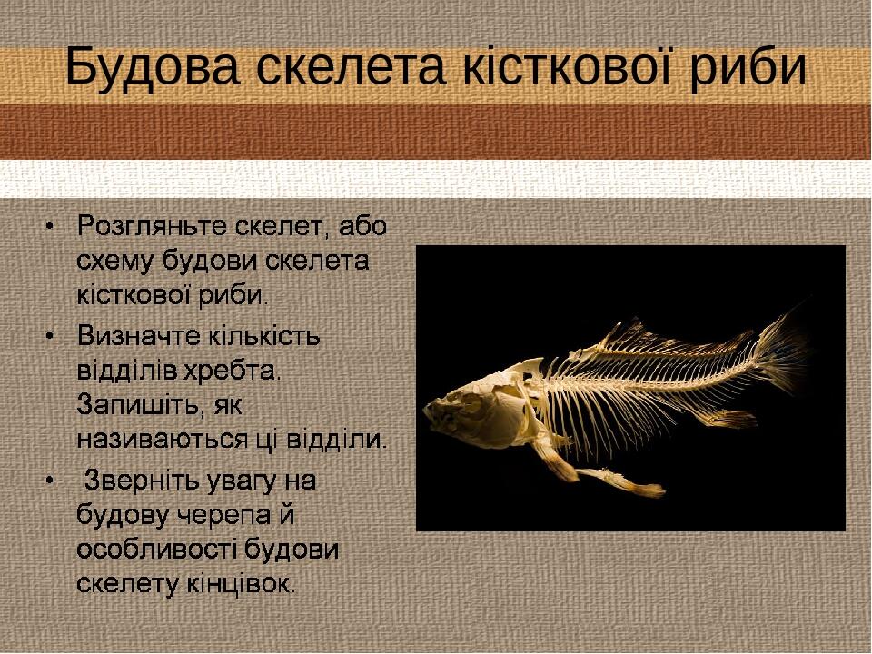 Будова скелета кісткової риби