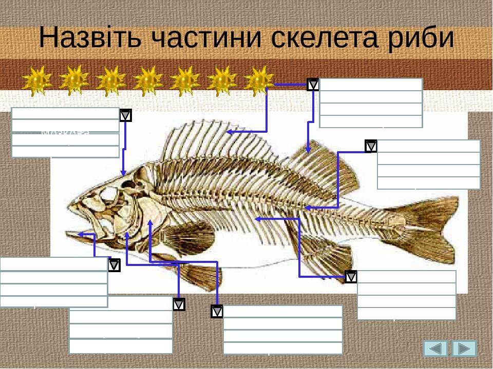 Зяброва кришка Зяброві дуги Щелепи Ребра Хребет Плавці Зяброва кришка Зяброві дуги Щелепи Зяброві дуги Мозкова коробка Щелепи Плавці Ребра Хребет З...