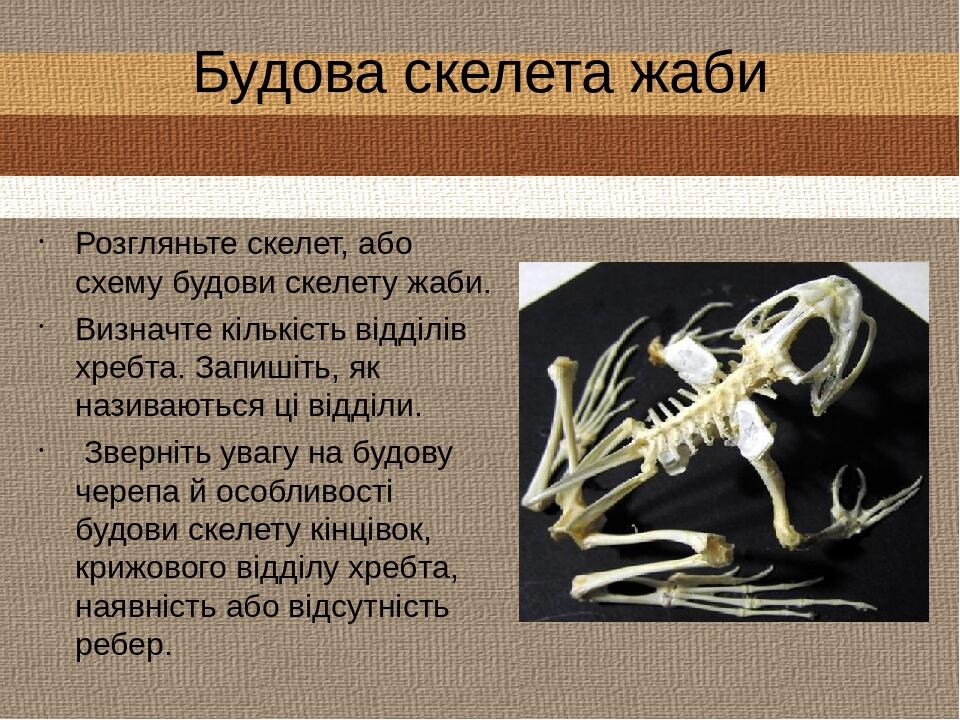 Будова скелета жаби Розгляньте скелет, або схему будови скелету жаби. Визначте кількість відділів хребта. Запишіть, як називаються ці відділи. Звер...