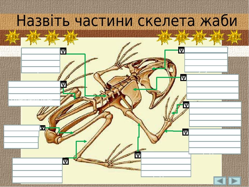 Кисть Передпліччя Плече Тазовий пояс Хребет Плечовий пояс Стегно Гомілка Стопа Грудина Хребет Кінцівка Назвіть частини скелета жаби Кисть Плече Пер...