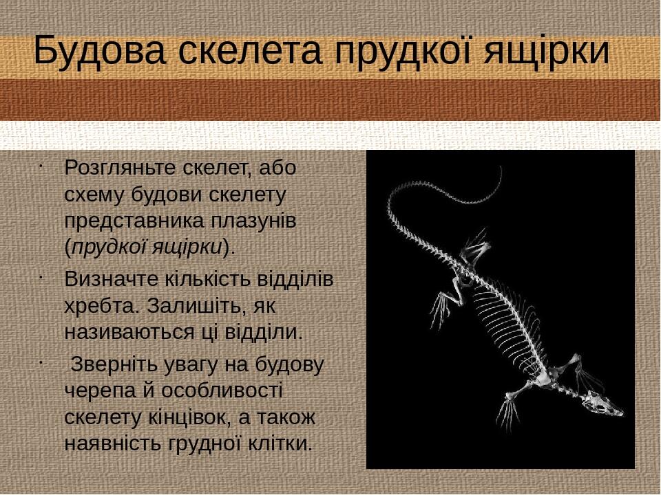 Будова скелета прудкої ящірки Розгляньте скелет, або схему будови скелету представника плазунів (прудкої ящірки). Визначте кількість відділів хребт...