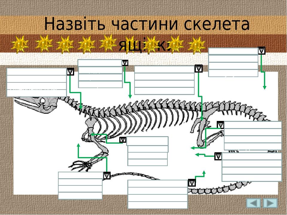 Кисть Передпліччя Плече Тазовий пояс Хребет Плечовий пояс Стегно Гомілка Стопа Грудина Хребет Кінцівка Назвіть частини скелета ящірки Кисть Плече П...