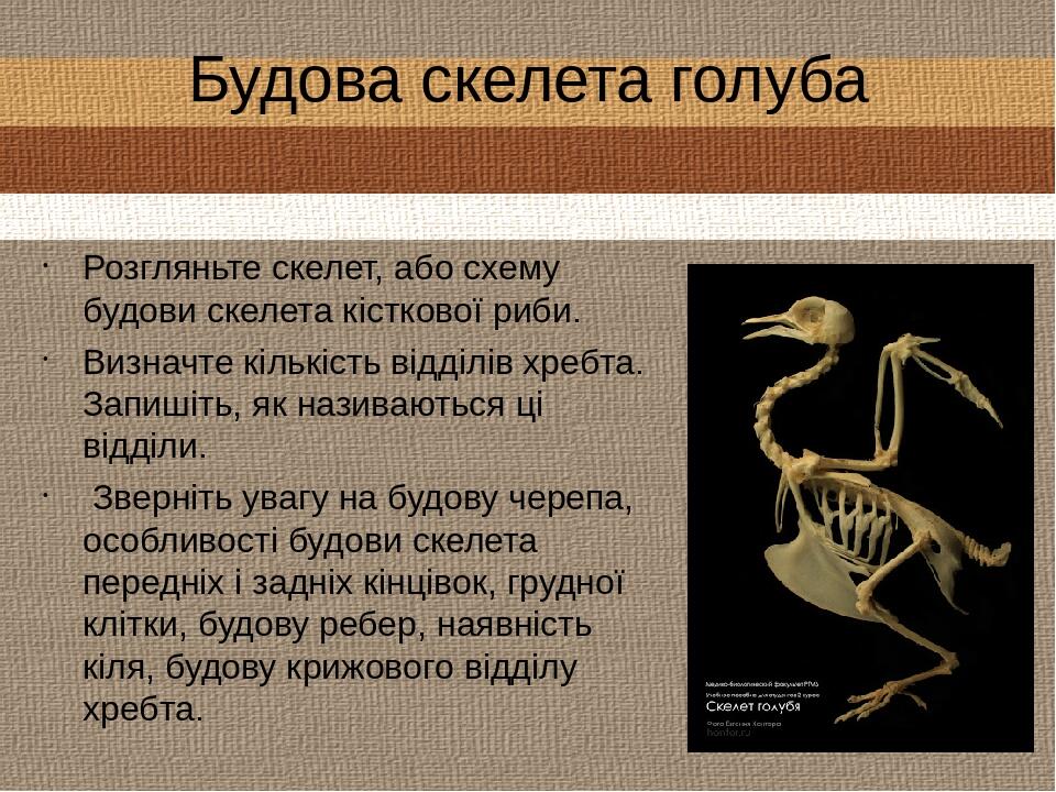 Будова скелета голуба Розгляньте скелет, або схему будови скелета кісткової риби.  Визначте кількість відділів хребта. Запишіть, як називаються ці ...