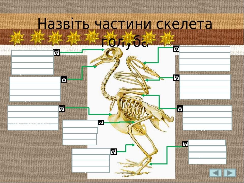 Кисть Передпліччя Плече Головогруди Череп Дзьоб Стегно Гомілка Цівка Стегно Цівка Гомілка Назвіть частини скелета голуба Кисть Плече Передпліччя Ст...