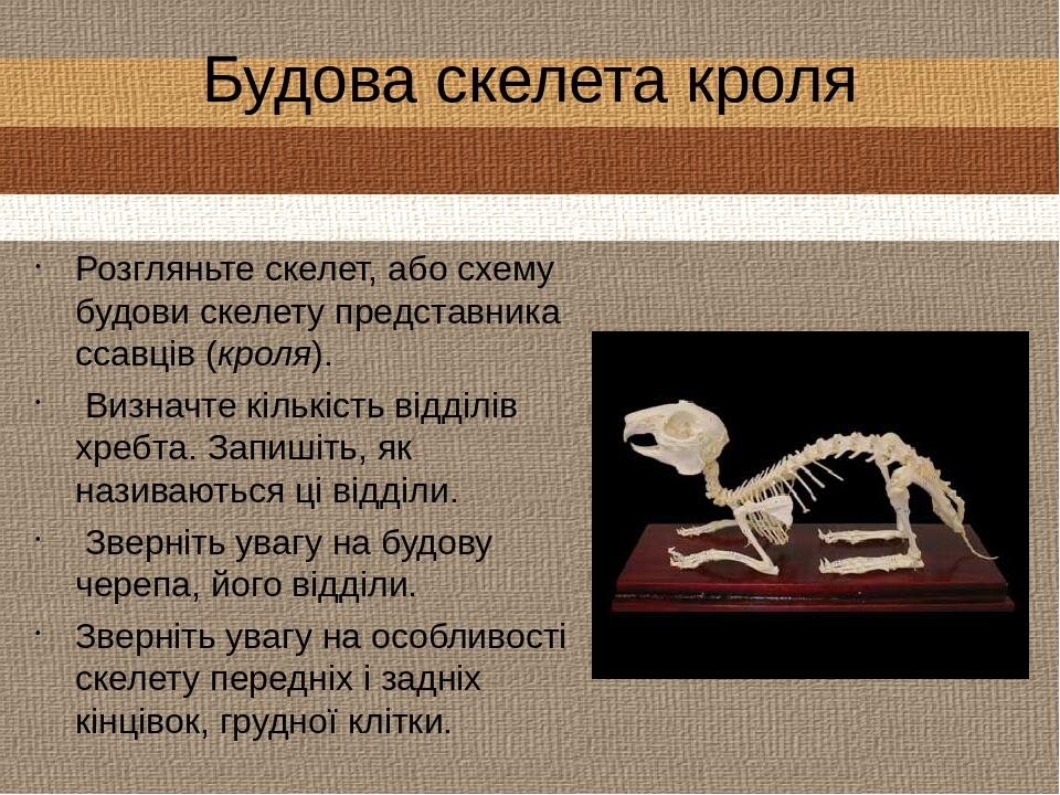 Будова скелета кроля Розгляньте скелет, або схему будови скелету представника ссавців (кроля). Визначте кількість відділів хребта. Запишіть, як наз...