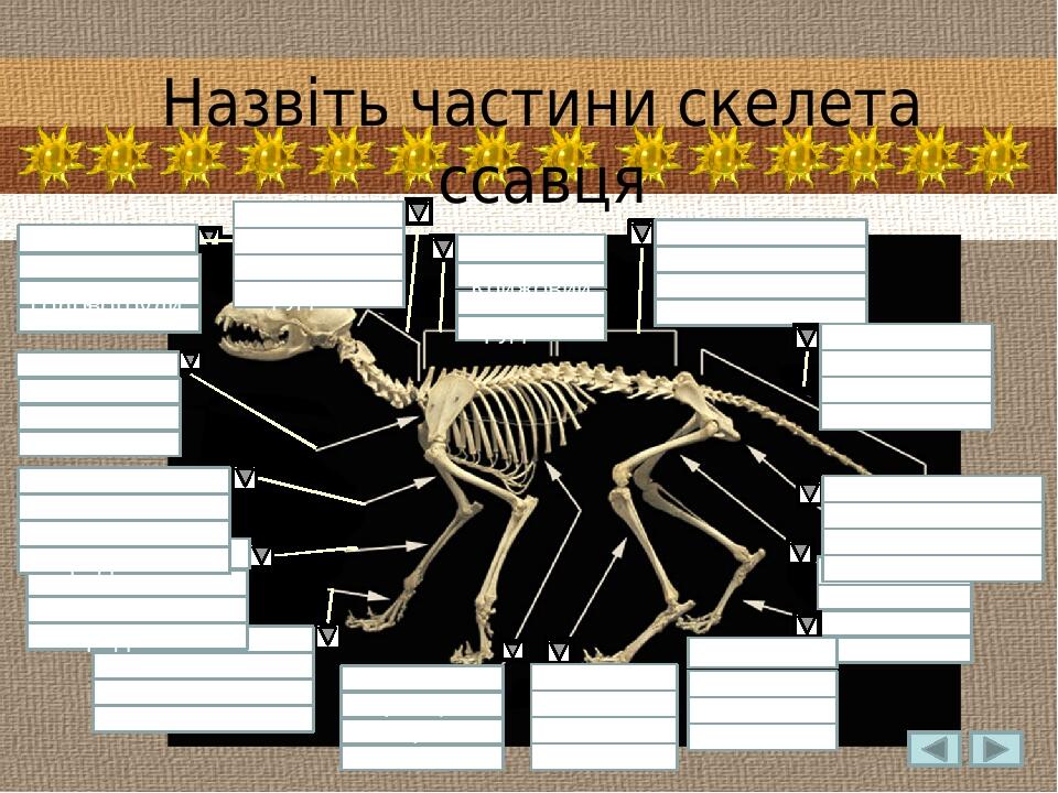 Стегно Гомілка Плече Кисть Передпліччя Плече Кисть Плече Передпліччя Плече Череп Головогруди Кисть Плече Передпліччя Плече Лопатка Гомілка Шийний Х...