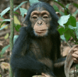 0200v97d-6748-252x249.gif