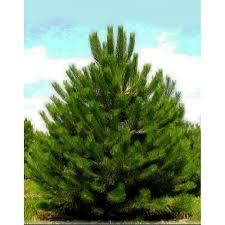 Купить сосну обыкновенную (Pinus sylvestris) в Киеве. Саженцы сосны в  контейнерах в интернет-магазине