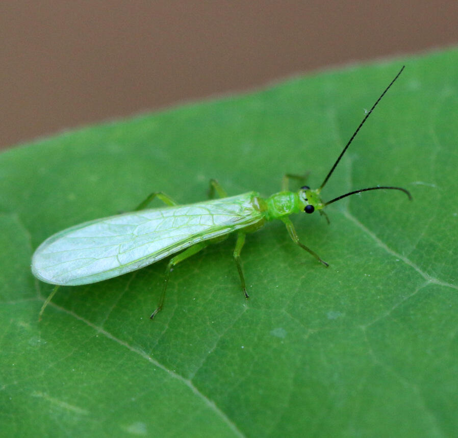 0200vaxu-3e55-898x859.jpg