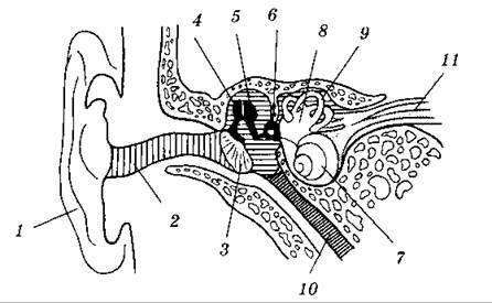 0200ved8-b605-446x275.jpg