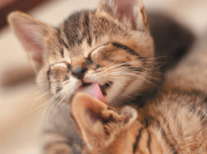Зачем кошки постоянно вылизывают друг друга? WikiPet.ru