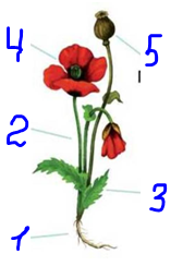 0200vgn1-ea0c-168x255.png