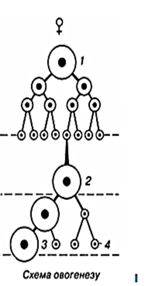 0200vgq1-041a-309x572.png