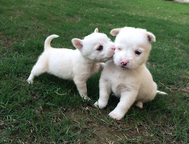 Şi animalele sărbătoresc Ziua Îndrăgostiţilor! 20 de imagini adorabile -  Casă şi familie > Animale - Eva.ro