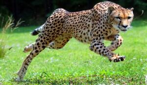 Cel mai rapid animal de pe Pamant