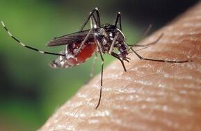 Sciencespace - Malaria