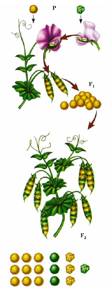 0200vjec-2218-370x975.png