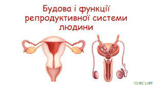  Будова репродуктивної системи людини 8 клас