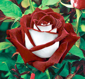 0200vn0y-1537-282x262.png
